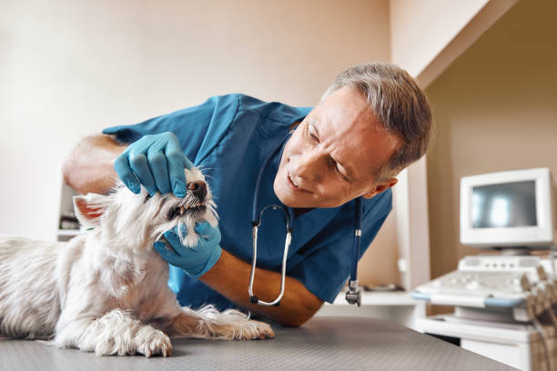 Best Emergency Tooth Extraction in Shepherd, MI